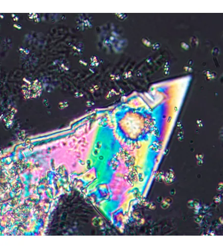 MAGUS Pol D800 poliarizuojantis skaitmeninis mikroskopas