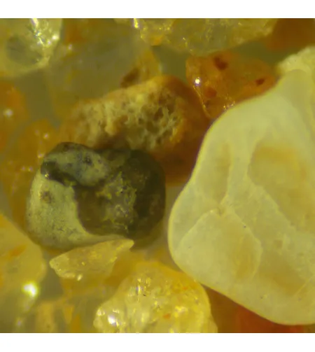 MAGUS Stereo D9T skaitmeninis stereomikroskopas