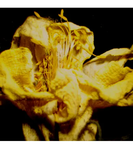 MAGUS Stereo D9T LCD skaitmeninis stereomikroskopas