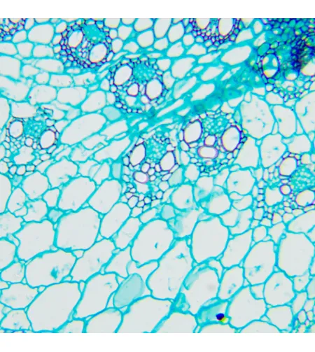 Biologinis mikroskopas MAGUS Bio 240T