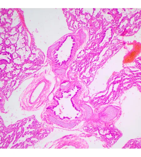 Biologinis mikroskopas MAGUS Bio 240T