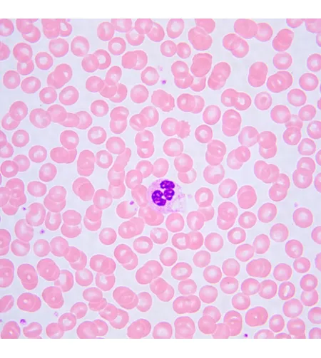 Biologinis mikroskopas MAGUS Bio 240T