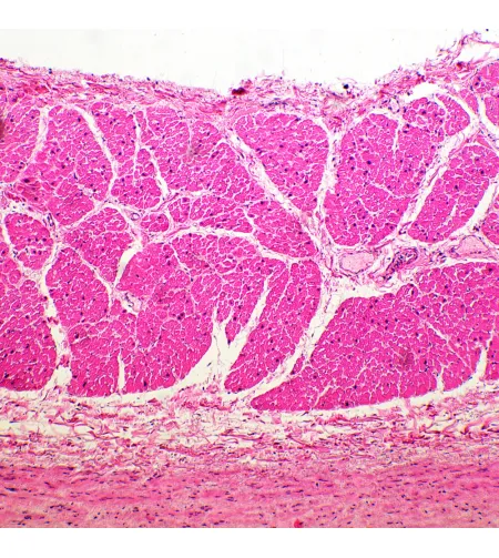 Biologinis mikroskopas MAGUS Bio 260T