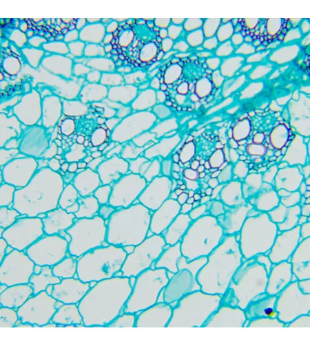 Biologinis mikroskopas MAGUS Bio 260T
