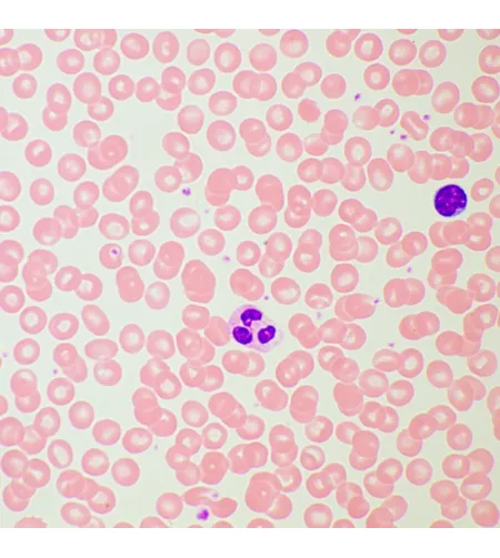 Biologinis mikroskopas MAGUS Bio 260T