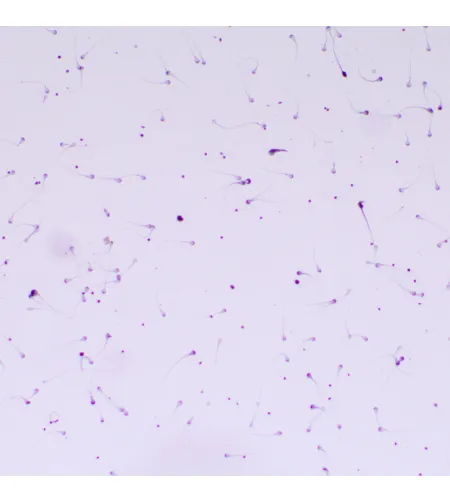 Biologinis mikroskopas MAGUS Bio 260T