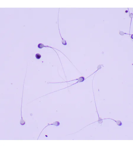 Biologinis mikroskopas MAGUS Bio 260T