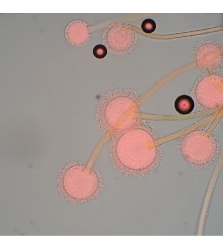 MAGUS Bio 270T biologinis mikroskopas