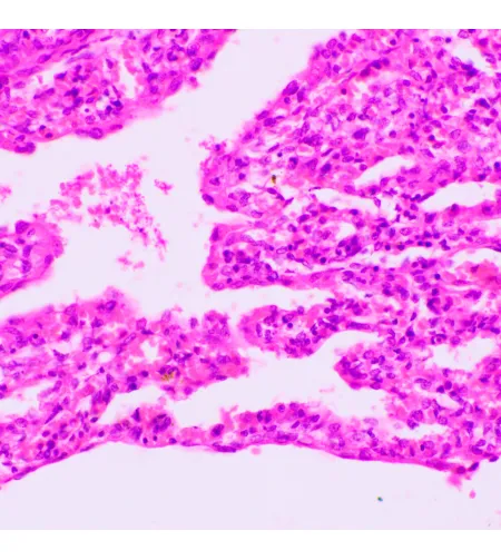 MAGUS Bio 270T biologinis mikroskopas