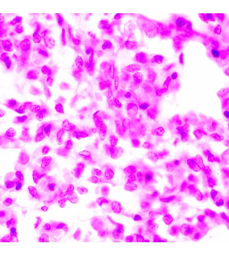 MAGUS Bio 270T biologinis mikroskopas