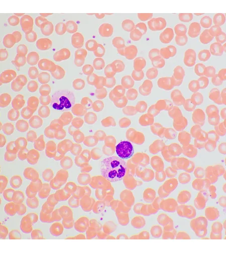 MAGUS Bio 270T biologinis mikroskopas