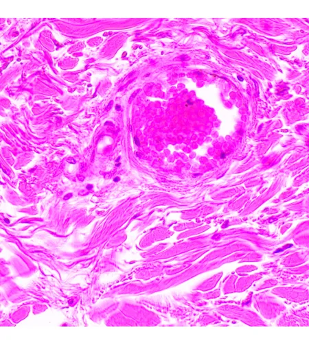 MAGUS Bio 290T biologinis mikroskopas