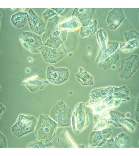 Biologinis apverstas mikroskopas MAGUS Bio V360