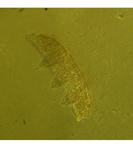 Biologinis apverstas mikroskopas MAGUS Bio V360