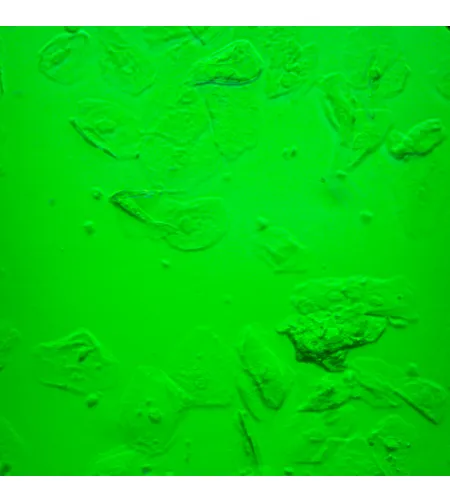 Biologinis apverstas mikroskopas MAGUS Bio V360