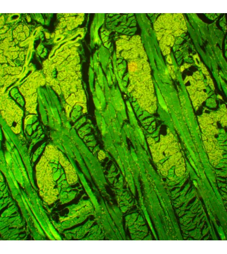 Fluorescencinis mikroskopas MAGUS Lum 450L
