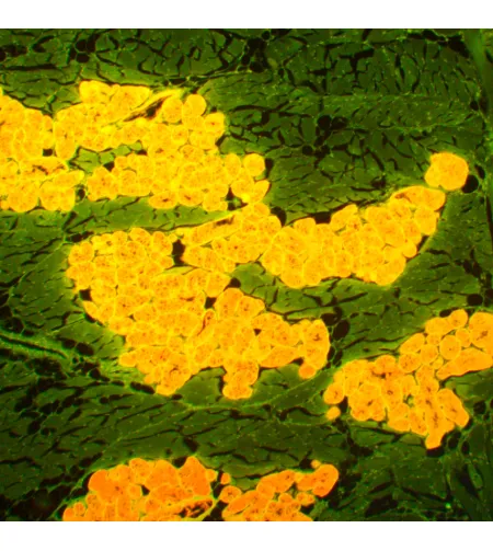 Fluorescencinis mikroskopas MAGUS Lum 450L