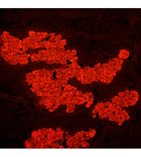 Fluorescencinis mikroskopas MAGUS Lum 450L