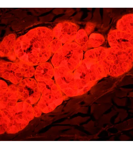 Fluorescencinis mikroskopas MAGUS Lum 450L