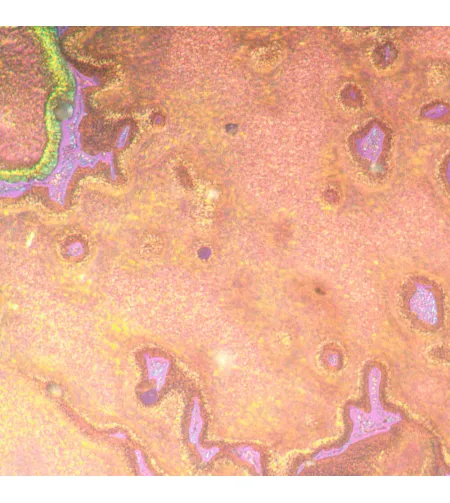 Apverstas metalografinis mikroskopas MAGUS Metal V790 DIC