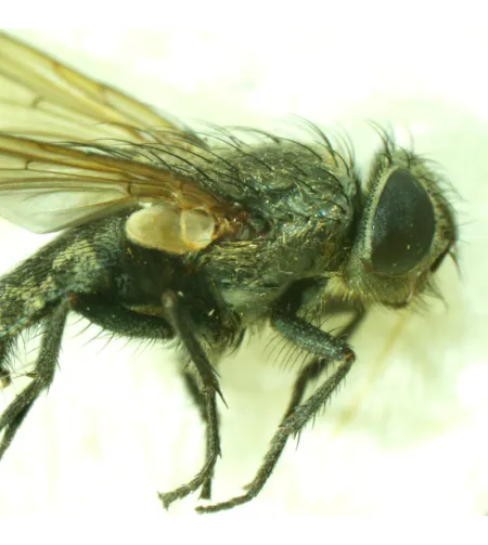 MAGUS Stereo A6 Stereomicroscope