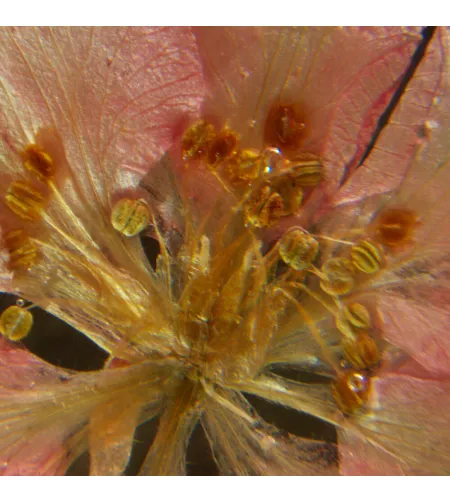 MAGUS Stereo A6 Stereomicroscope