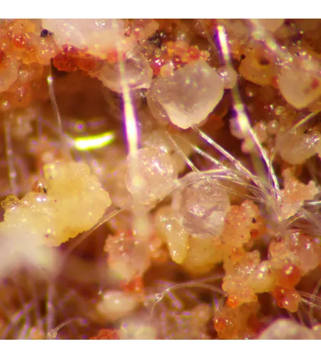 Stereoskopinis mikroskopas MAGUS Stereo A8