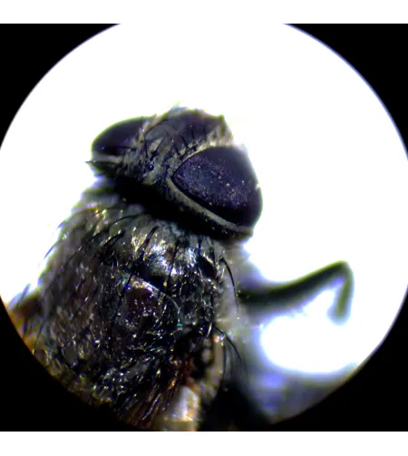 MAGUS Stereo A10 Stereomicroscope