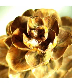 Stereoskopinis mikroskopas MAGUS Stereo A18T