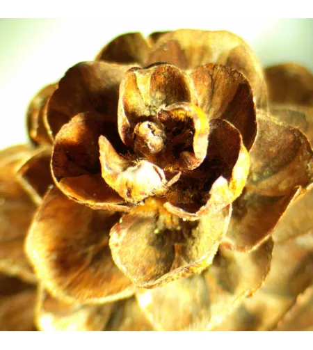 Stereoskopinis mikroskopas MAGUS Stereo A18T