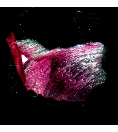 Stereoskopinis mikroskopas MAGUS Stereo A18T