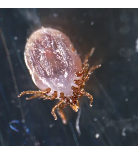 Stereoskopinis mikroskopas MAGUS Stereo A18T