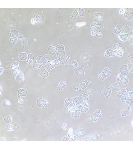 MAGUS SPH2 fazinio kontrasto prietaisas