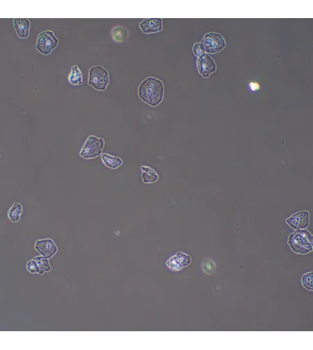 MAGUS PH2 fazinio kontrasto prietaisas