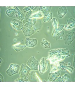 MAGUS Bio VD360 bioloģiskais invertētais digitālais mikroskops