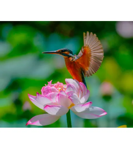 Levenhuk Kelvin MAK60 mini AZ fototeleskops