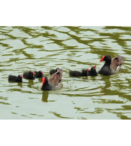 Levenhuk Kelvin MAK60 mini AZ fototeleskops