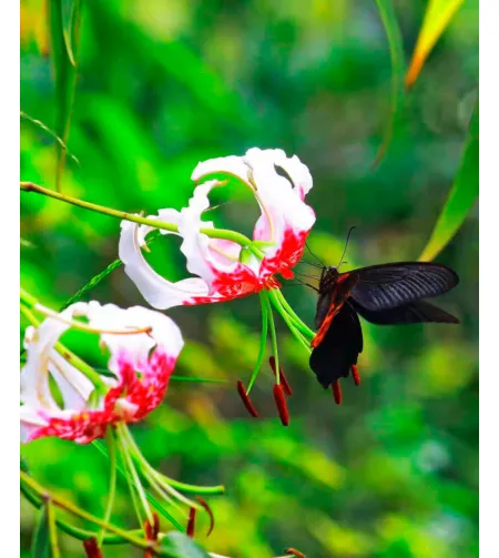 Levenhuk Kelvin MAK60 mini AZ fototeleskops