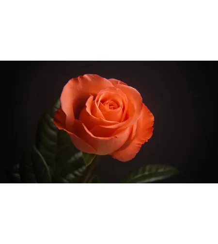 Levenhuk Kelvin MAK60 mini AZ fototeleskops