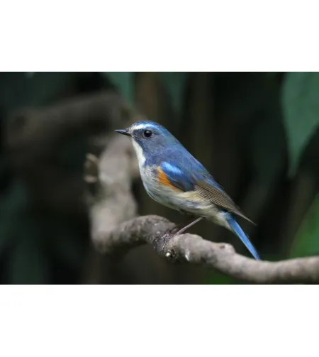 Levenhuk Kelvin MAK80 AZ Fototeleskopas