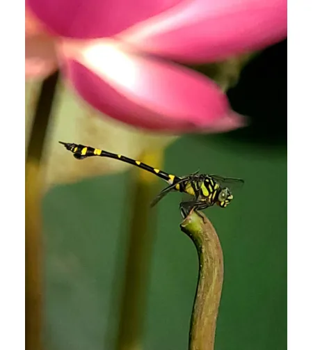 Levenhuk Kelvin MAK80 AZ Fototeleskopas