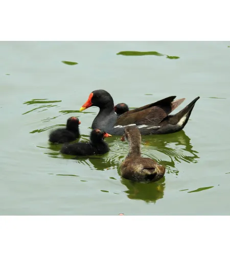 Levenhuk Kelvin MAK80 AZ Fototeleskopas