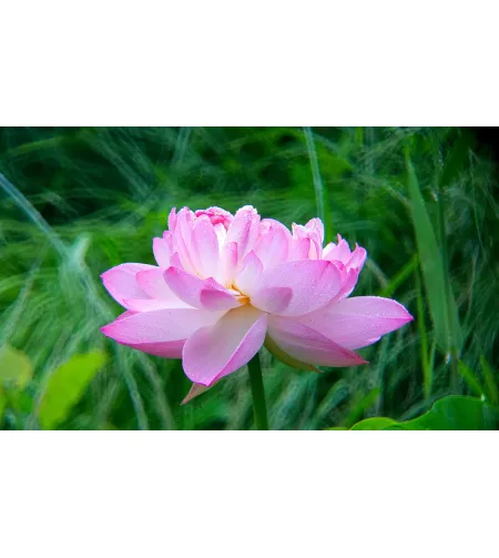 Levenhuk Kelvin MAK80 AZ Fototeleskopas