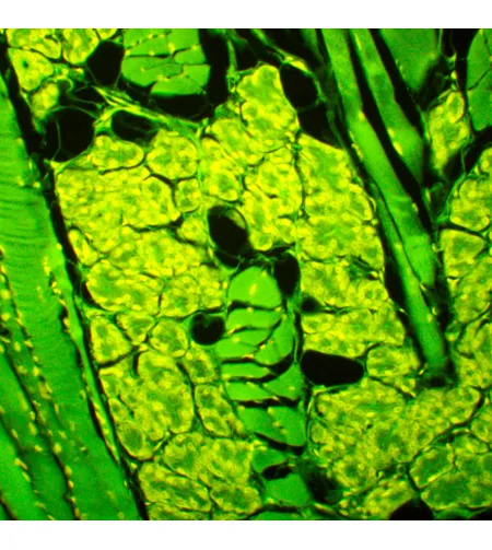 MAGUS Lum D450L fluorescences digitālais mikroskops