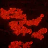 MAGUS Lum D450L fluorescences digitālais mikroskops