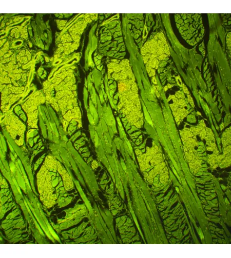 MAGUS Lum D460L fluorescences digitālais mikroskops