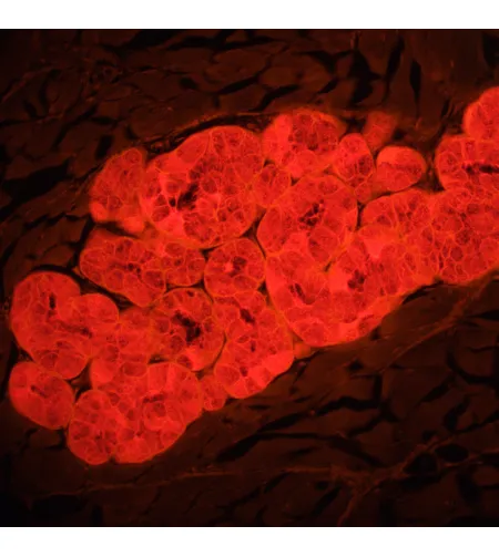 MAGUS Lum D460L fluorescences digitālais mikroskops