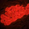 MAGUS Lum D460L LCD fluorescences digitālais mikroskops