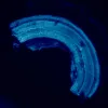 MAGUS Lum D460L LCD fluorescences digitālais mikroskops