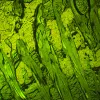 MAGUS Lum 460L fluorescences mikroskops